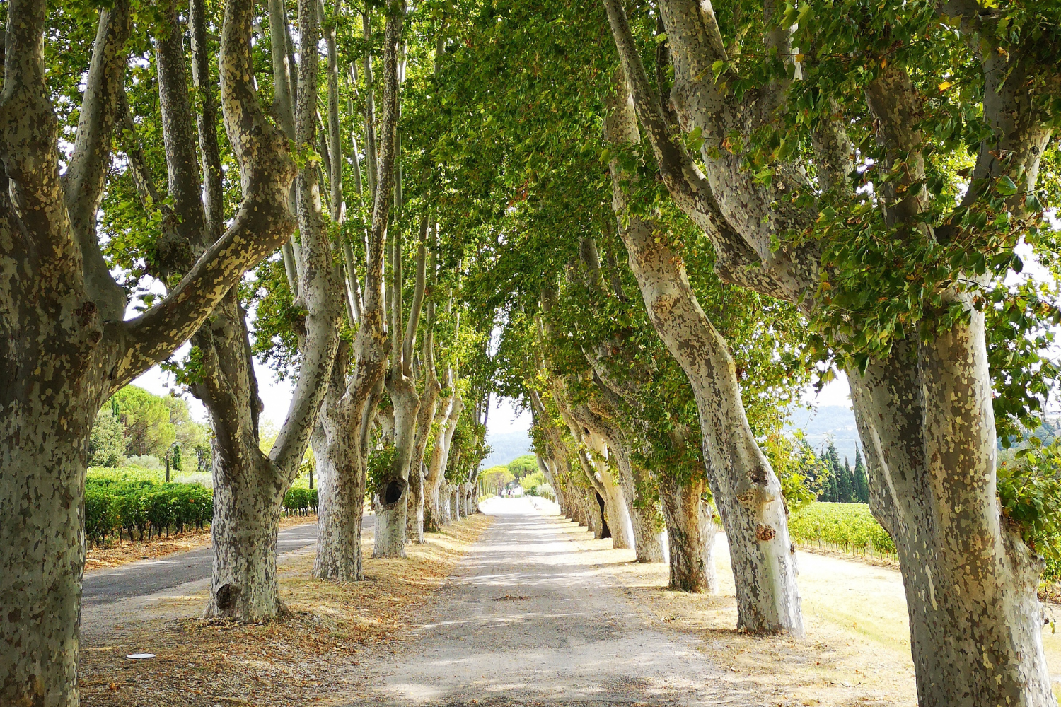 Waldweg als Symbol für Orientierung und unternehmerische Klarheit. Waldweg als Symbol für Orientierung und unternehmerische Klarheit.